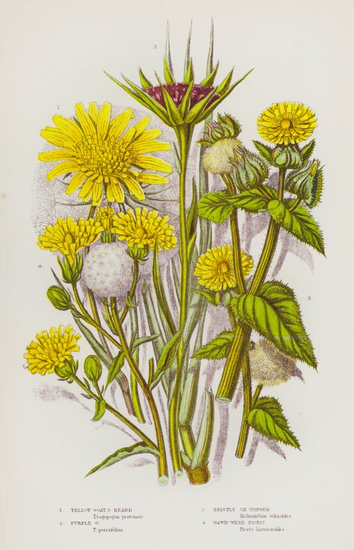イギリスの開花植物：黄色いヤギのひげ、紫色のヤギのひげ、剛毛の牛の舌、鷹の爪（カラーリトグラフ） 作： 英語学校