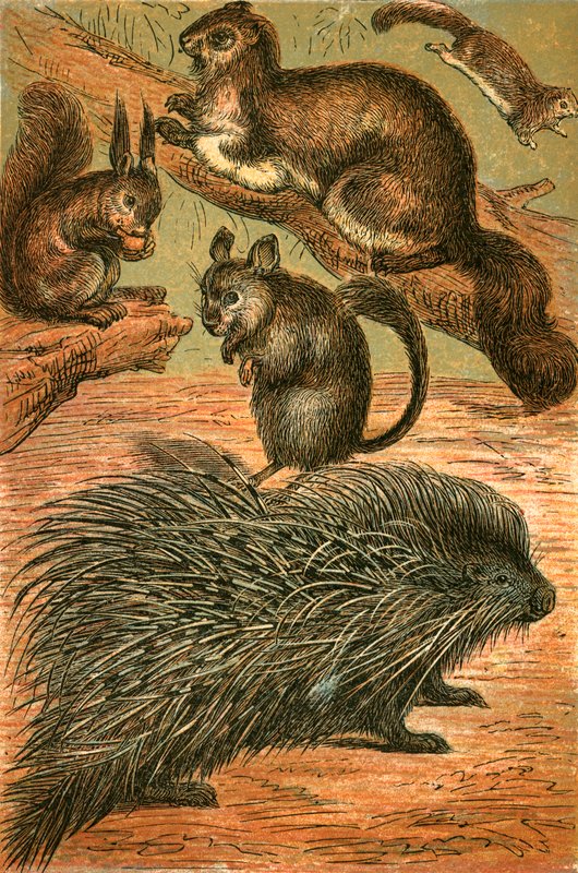 ムササビ、一般的なリス、チンチラ、ヤマアラシ 作： 英語学校