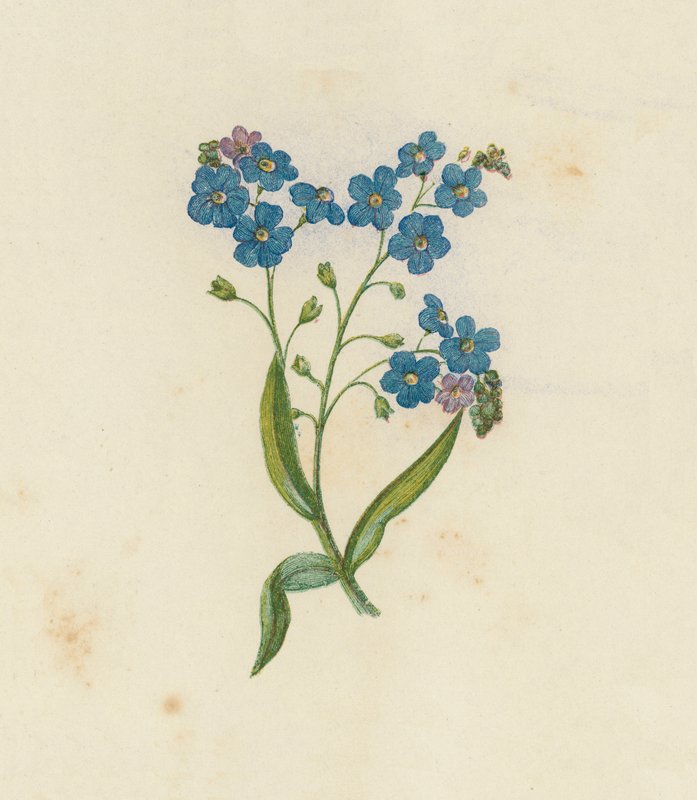 ワスレナグサ、Myosotis Palustris (カラーリソ) 作： 英語学校