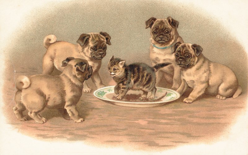 皿の上の子猫の周りに座っている4つのパグ犬 作： 英語学校