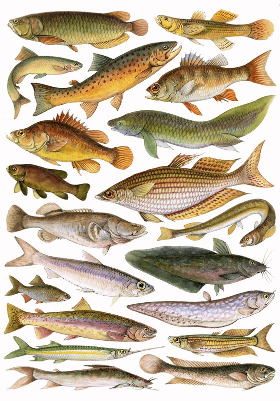 帝国の淡水魚-オーストラリア地域 作： 英語学校