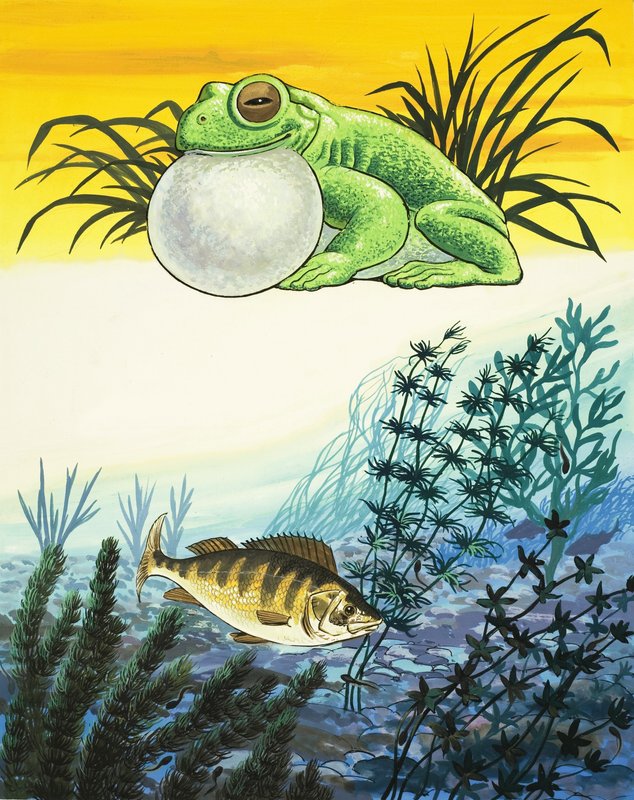 カエルと魚 作： 英語学校