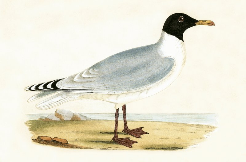 チャールズロバートブリー（1811-86）による「イギリスの島々では観察されないヨーロッパの鳥の歴史」からのイラスト 作： 英語学校