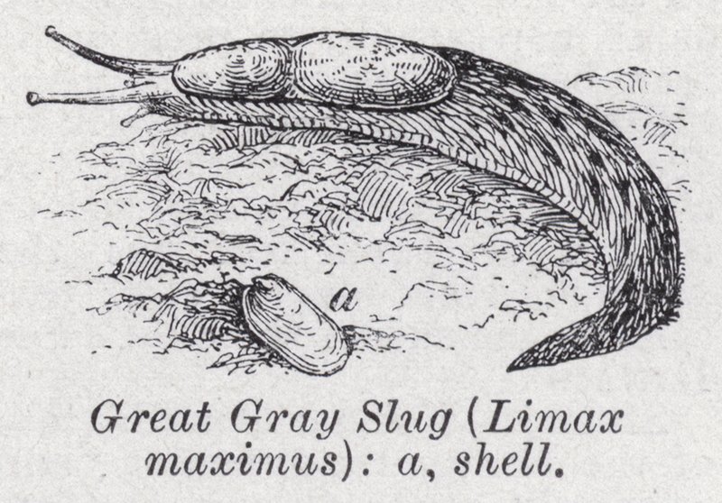 グレートグレイスラッグ Limax maximus（リトープ 作： 英語学校