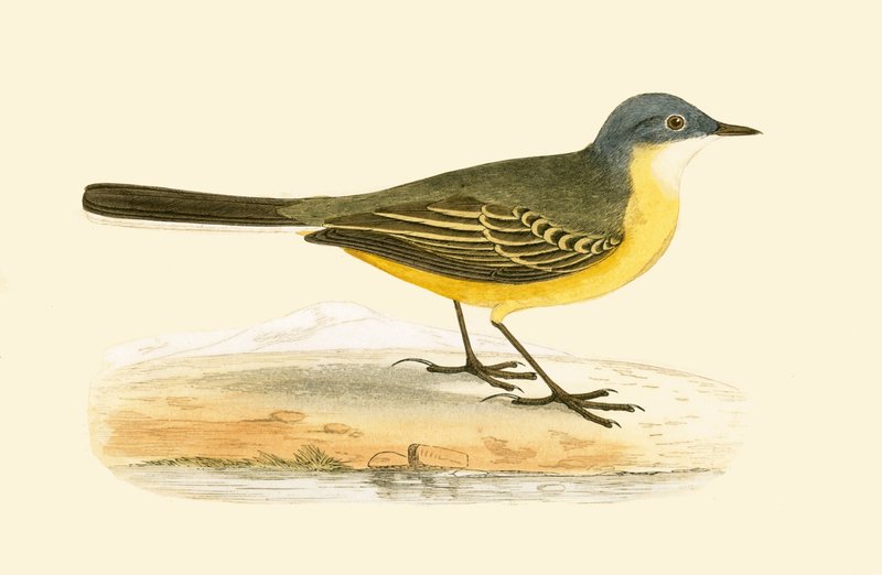 灰色の頭のハクセキレイ、チャールズロバートブリー（1811-86）による「イギリス諸島では観察されないヨーロッパの鳥の歴史」のイラスト、1867年公開 作： 英語学校