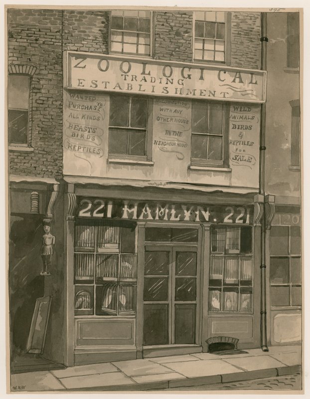 Hamlyns Zoological Trading、221 St Georges Street、London Docks（紙にトイレ） 作： 英語学校