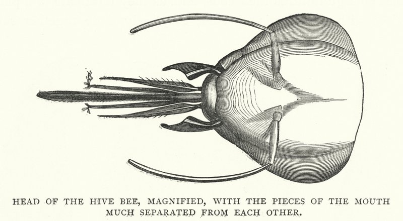 蜂の巣の頭部を拡大し、口の部分が互いに大きく離れている（彫刻 作： 英語学校