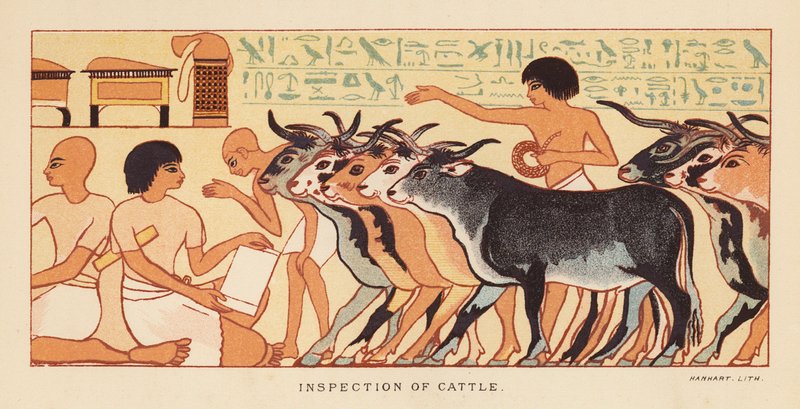 ヘロドトス：牛の検査（カラーリトグラフ） 作： 英語学校