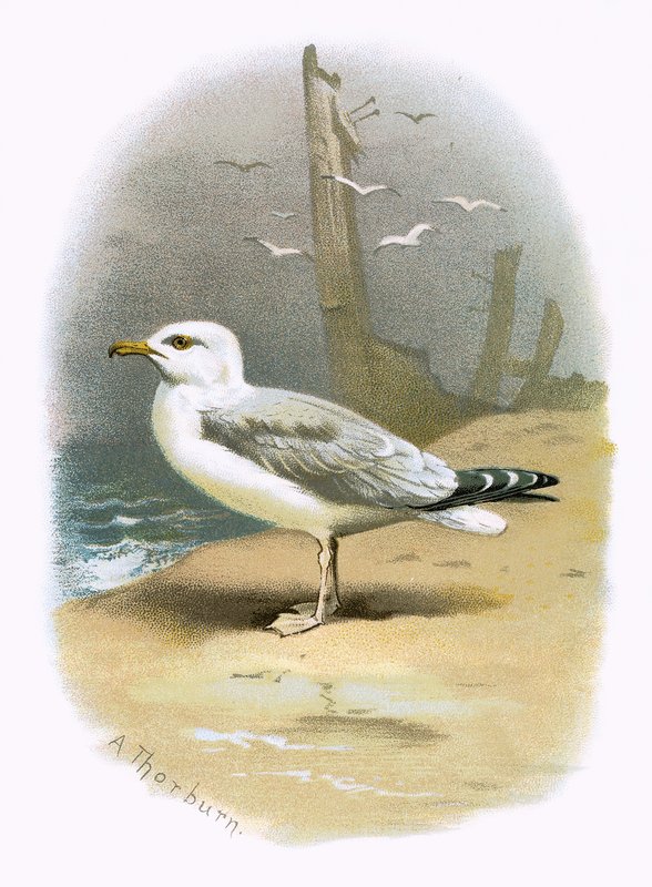 ニシンゴールド 作： 英語学校