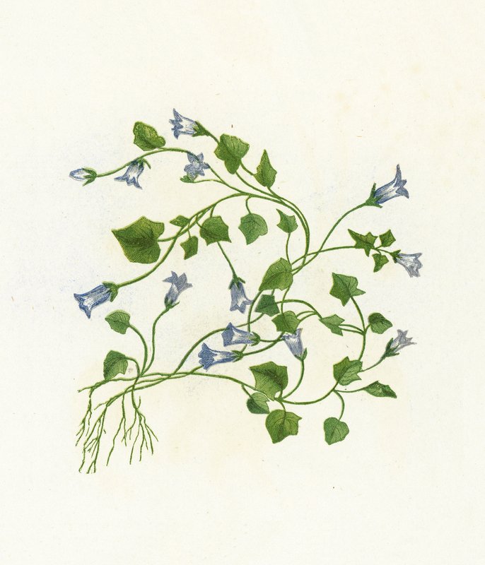 アイビーの葉のベルフラワー、カンパニュラHederacea 作： 英語学校