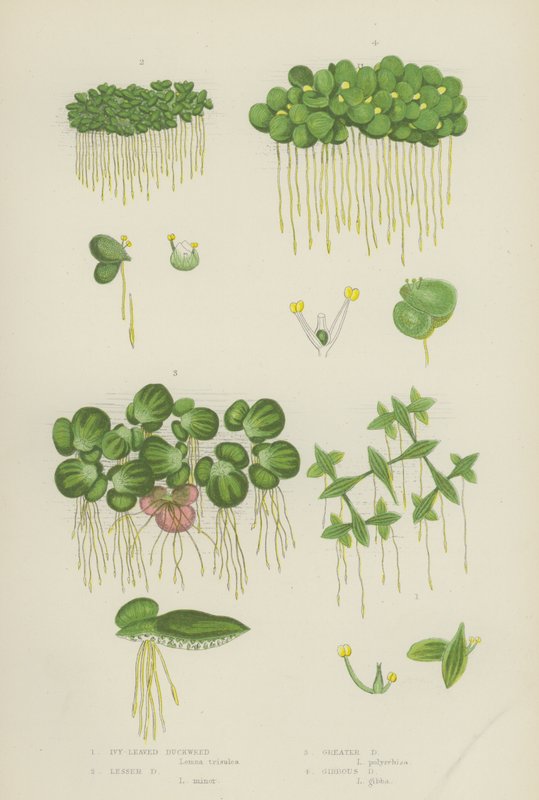 Ivy-Laved Duckweed、Lesser Duckweed、Greater Duckweed、Gibbous Duckweed (カラーリトグラフ) 作： 英語学校