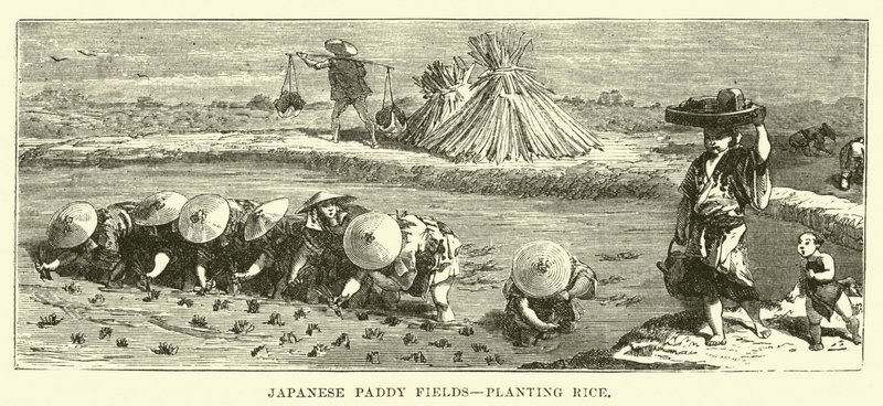 日本の水田、田植え 作： 英語学校