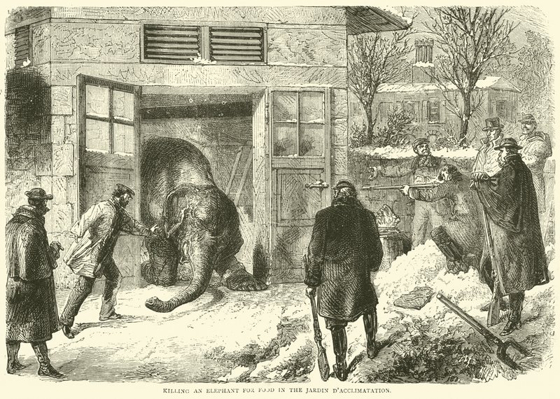1870年11月、Jardin dAcclimatationで象を食糧のために殺害 作： 英語学校
