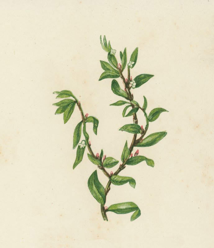 ノットグラス、Polygonum Aviculare（カラーリトグラフ） 作： 英語学校