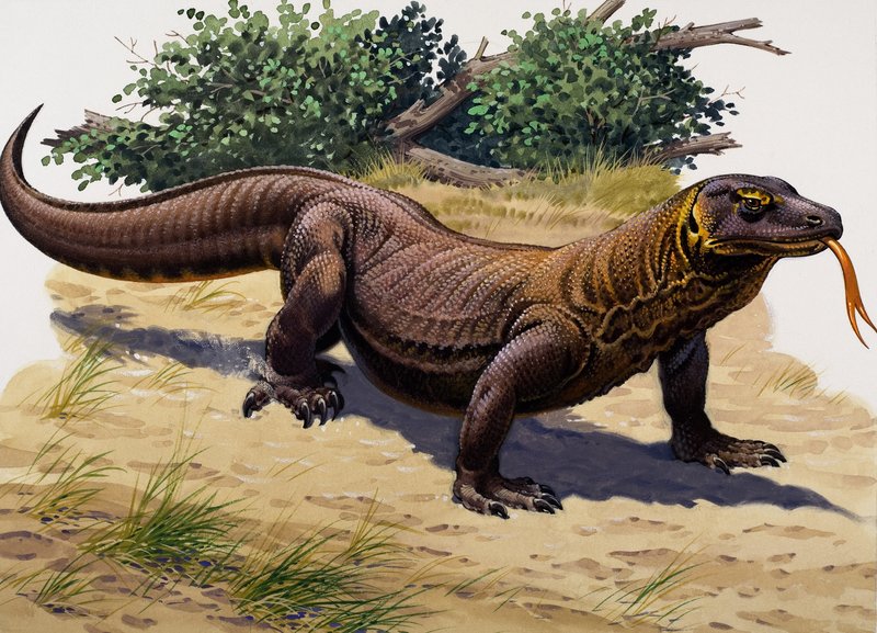 コモド・ドラゴン（紙にグワッシュ） 作： 英語学校