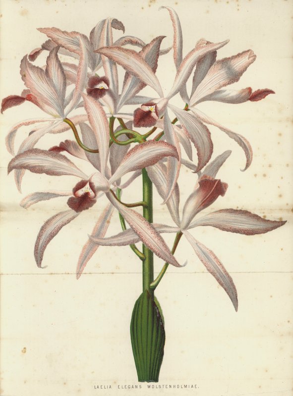 Laelia Elegansウォルステンホルミエ 作： 英語学校