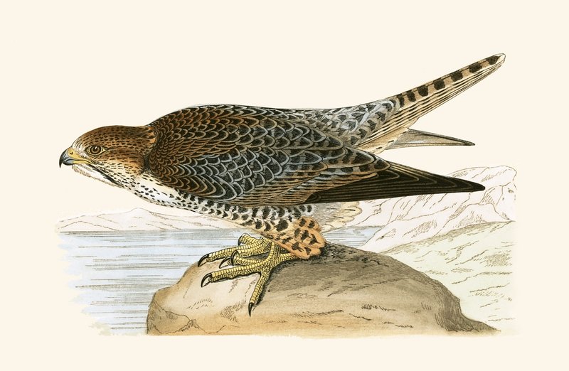 ラナーファルコン、チャールズロバートブリー（1811-86）による「イギリスの島々では観察されないヨーロッパの鳥の歴史」からのイラスト、1867年公開 作： 英語学校