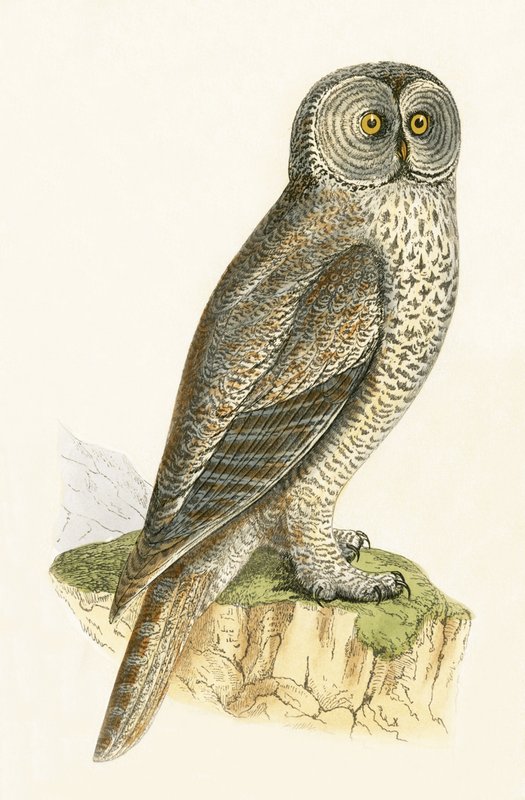 ラップフクロウ、チャールズロバートブリー（1811-86）による「イギリス諸島では観察されなかったヨーロッパの鳥の歴史」のイラスト、1867年公開 作： 英語学校
