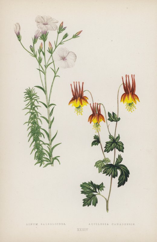Linum Salsoloides; Aquilegia Canadensis (カラーリトグラフ) 作： 英語学校