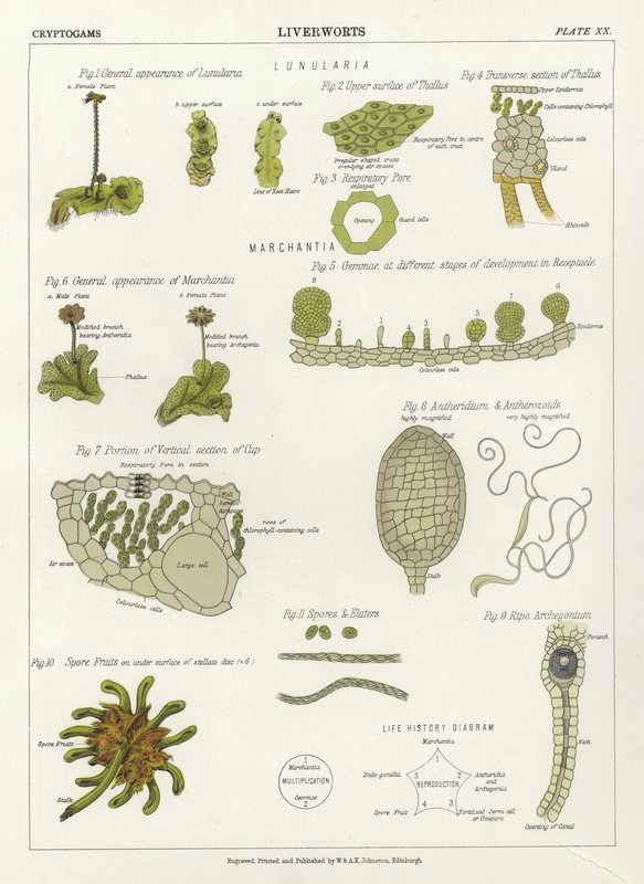 苔類 作： 英語学校