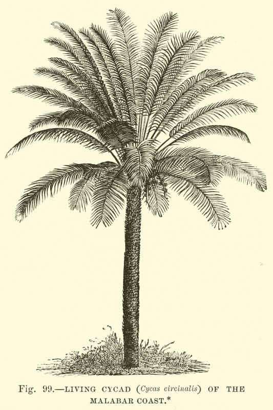 マラバル海岸の生きているソテツ（Cycas circinalis） 作： 英語学校