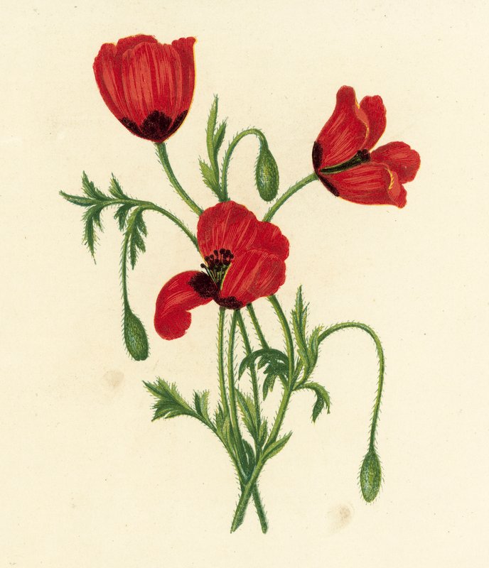 長い山椒の実、Papaver Argemone（カラーリトグラフ） 作： 英語学校