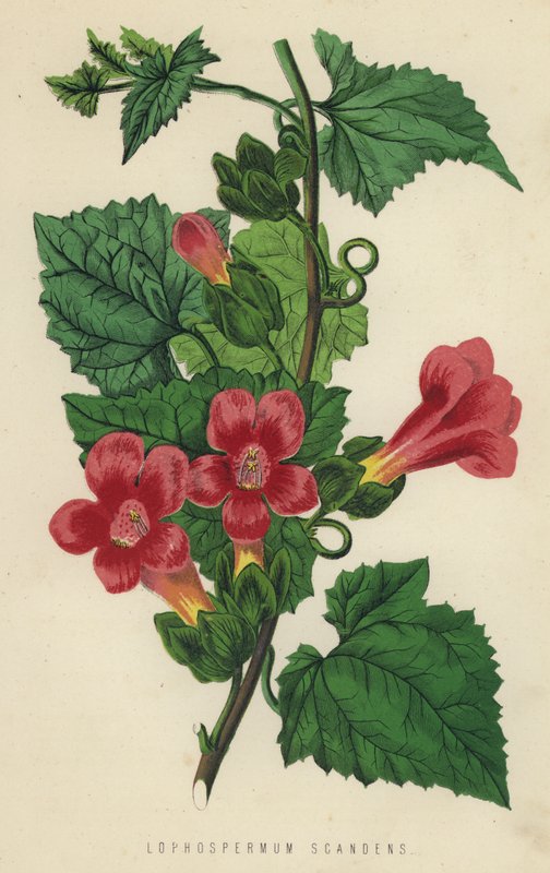 Lophospermum Scandens (クロモリス) 作： 英語学校