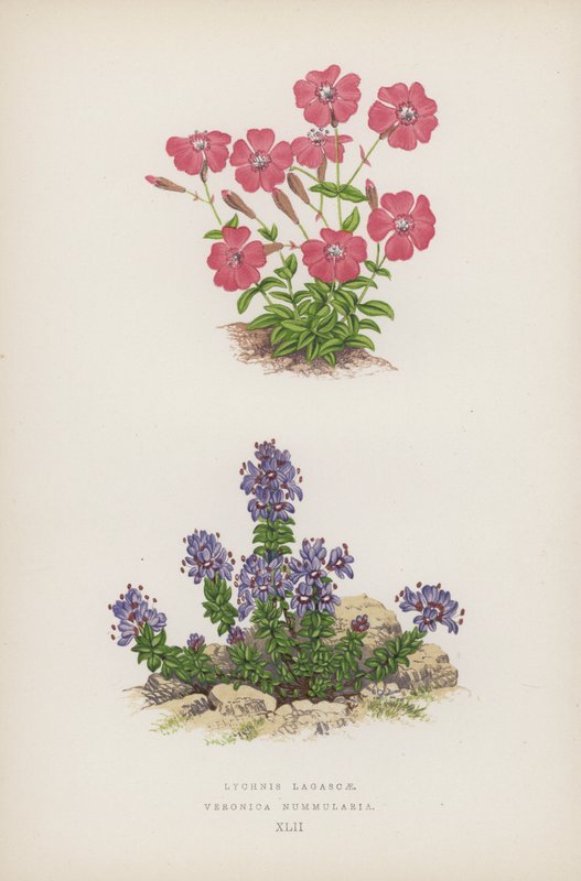 Lychnis Lagascae; Veronica Nummularia (カラーリトグラフ) 作： 英語学校
