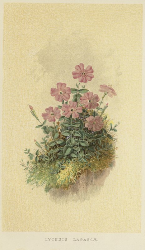 Lychnis lagascae 作： 英語学校