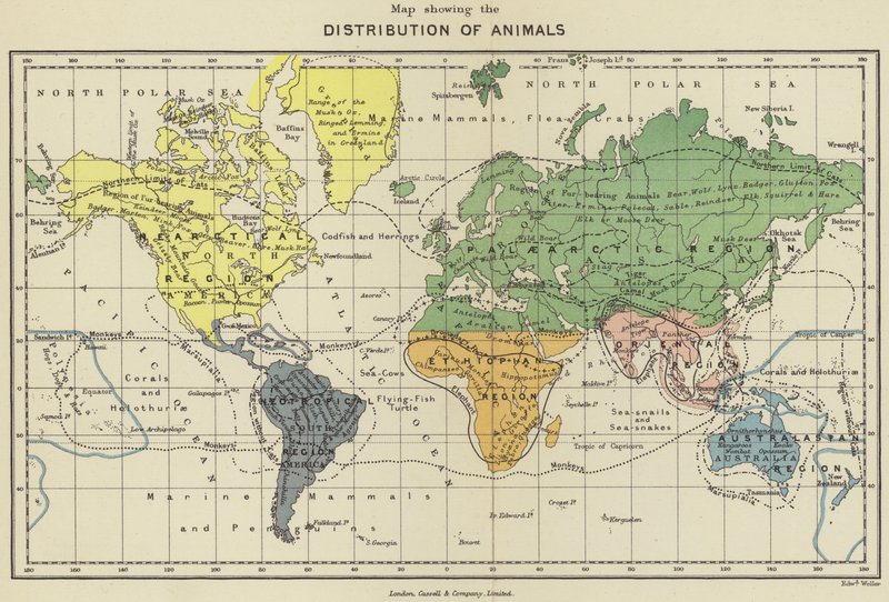 動物の分布を示す地図（カラーリトグラフ） 作： 英語学校