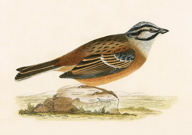 牧草地のホオジロ、チャールズロバートブリー（1811-86）による「イギリスの島々では観察されないヨーロッパの鳥の歴史」のイラスト、1867年公開 作： 英語学校