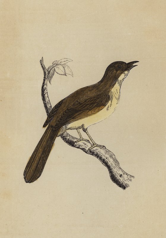 Mocking Bird（カラーリトグラフ 作： 英語学校