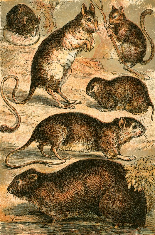 マウス、ジャーボア、ラット、ムスクラット、ヤマネおよびフィールドマウス 作： 英語学校