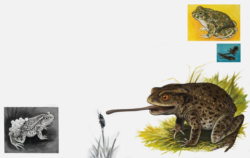 Nature&39;s Kingdom：ヒキガエル-平野と忍耐 作： 英語学校