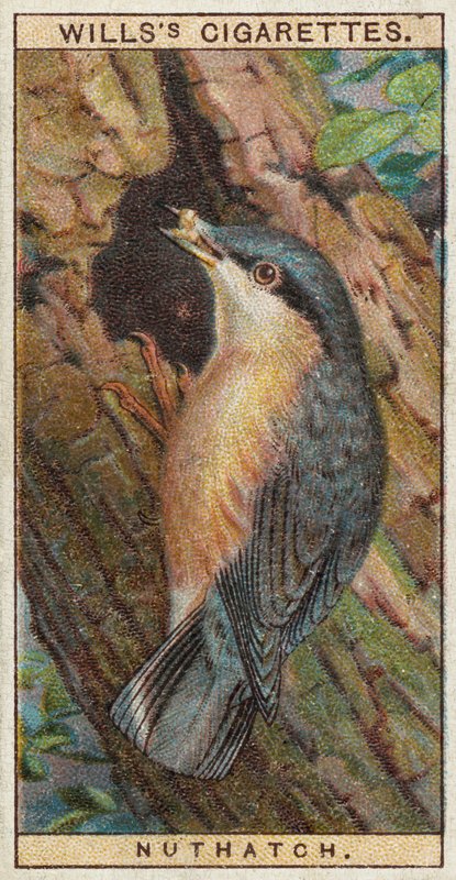Nuthatch 作： 英語学校