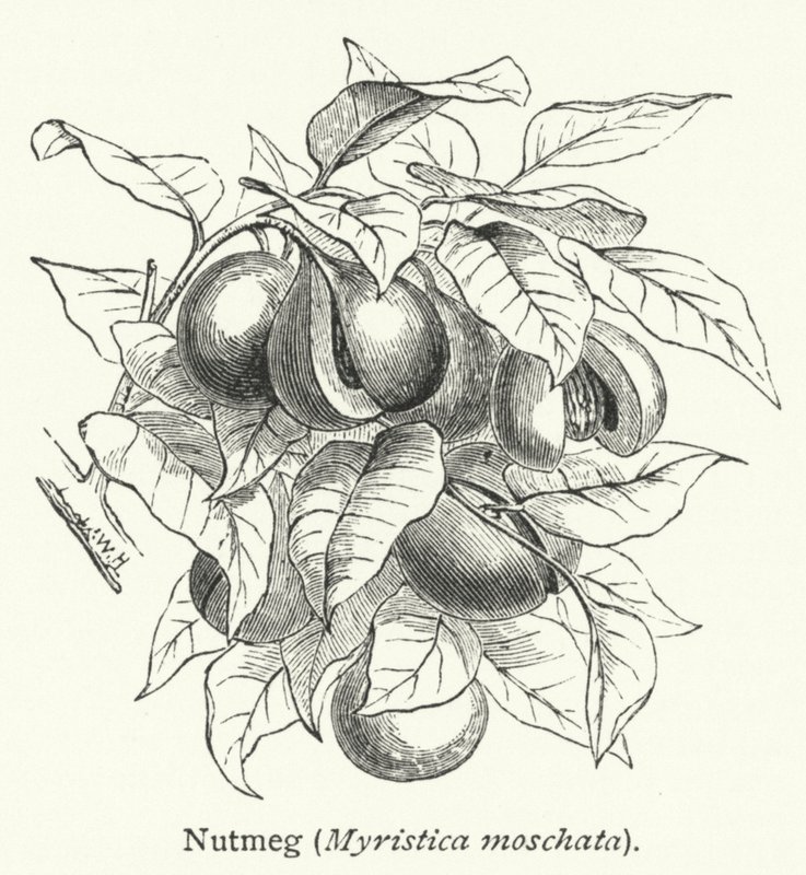 ナツメグ（Myristica moschata）（彫刻） 作： 英語学校