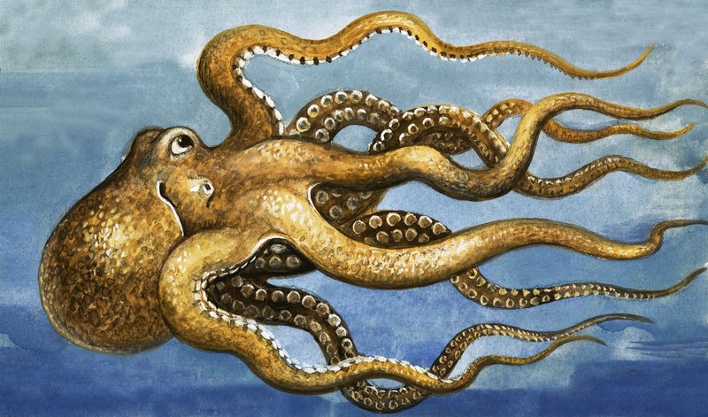 オクトパス 作： 英語学校