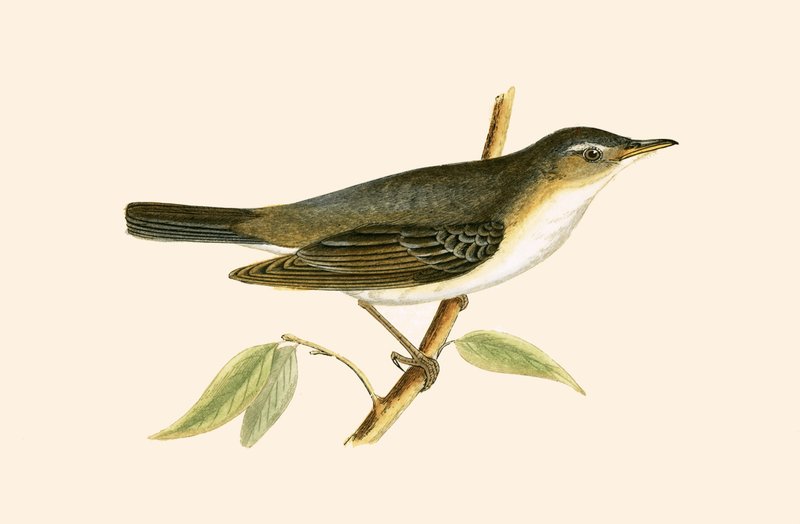 チャールズロバートブリー（1811-86）による「イギリスの島々では観察されないヨーロッパの鳥の歴史」からのイラスト、1867年に公開されたオリーブツリーワーブラー 作： 英語学校