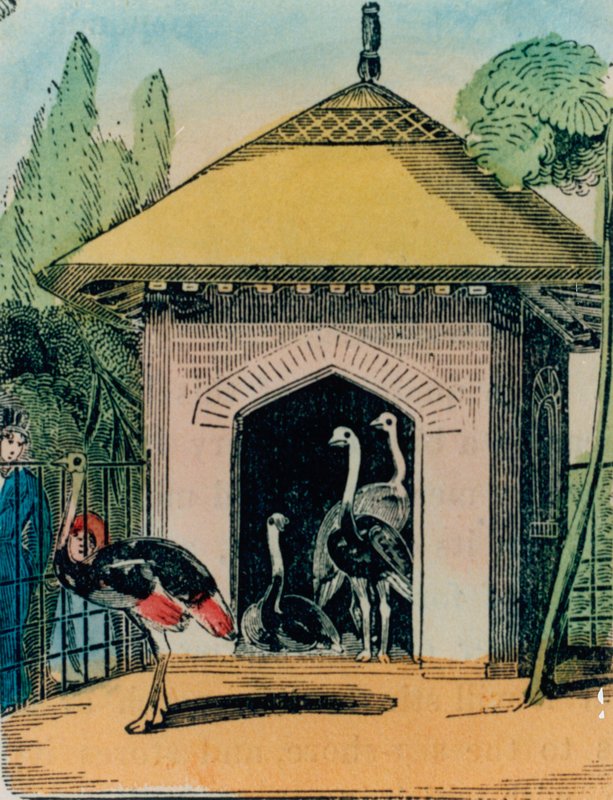 ロンドン動物園のダチョウとエミューの家。 1840年代 作： 英語学校