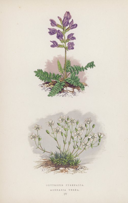 Oxytropis Pyrenaica; Arenaria Verna (カラーリトグラフ) 作： 英語学校