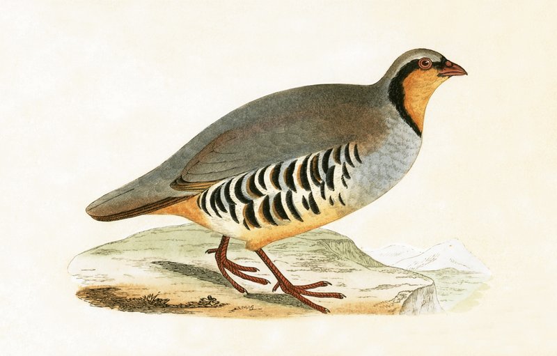 Pグレカ、ヴァール、チャールズロバートブリー（1811-86）による「イギリス諸島では観察されないヨーロッパの鳥の歴史」のイラスト、1867年発行 作： 英語学校