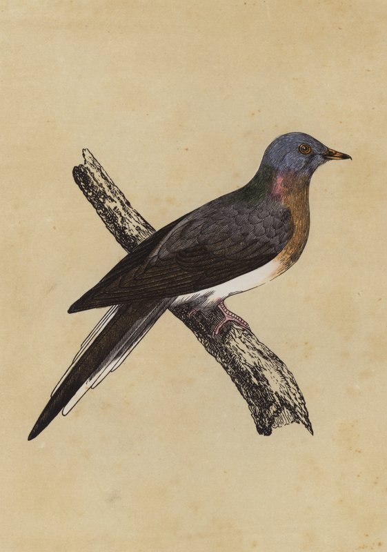 伝書鳩（カラーリトグラフ） 作： 英語学校
