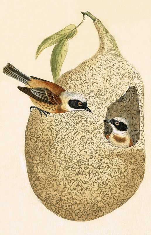 Penduline Tit、チャールズロバートブリー（1811-86）による「イギリスの島々では観察されないヨーロッパの鳥の歴史」のイラスト、1867年発行 作： 英語学校