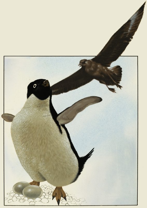 ペンギンと卵、別の鳥が上をホバリング 作： 英語学校