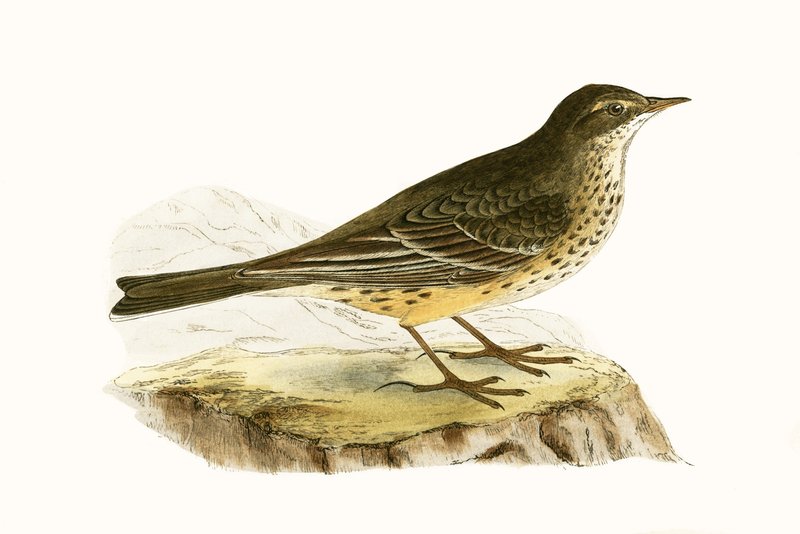 ペンシルベニアピピ、チャールズロバートブリー（1811-86）による「イギリス諸島では観察されないヨーロッパの鳥の歴史」のイラスト、1867年発行 作： 英語学校