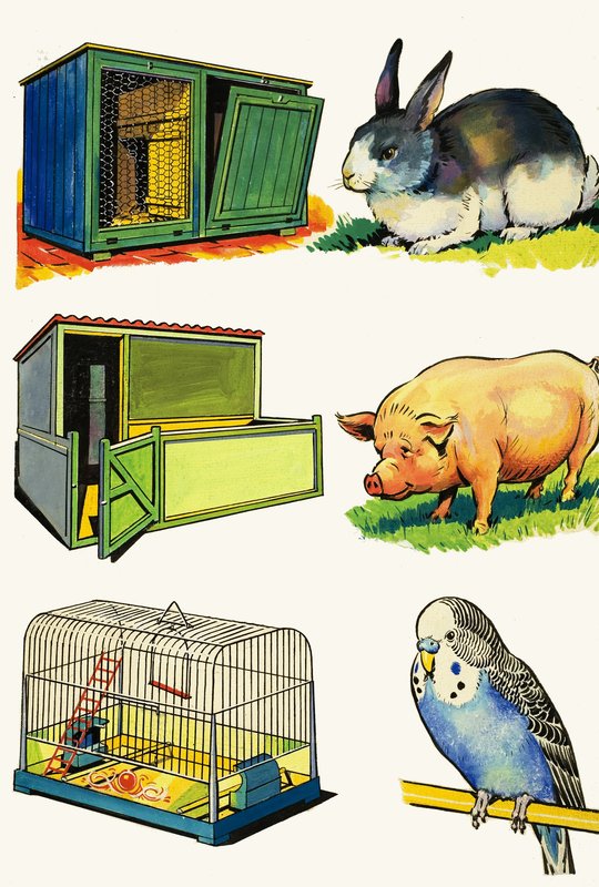 ペットとその家：ウサギ、ブタ、セキセイインコ 作： 英語学校