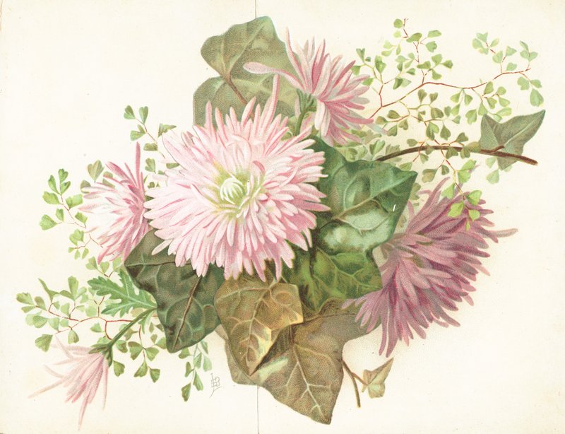 ピンクの花（ダリア）、カード 作： 英語学校