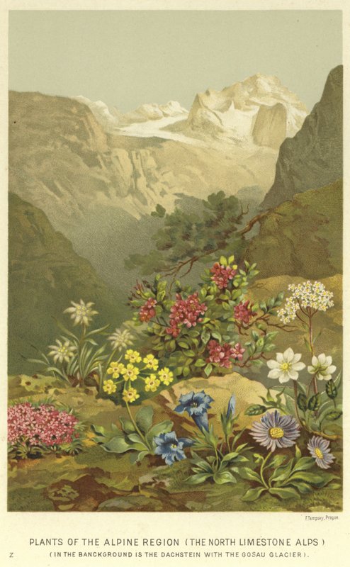 北の石灰岩アルプス、アルプス地方の植物 作： 英語学校
