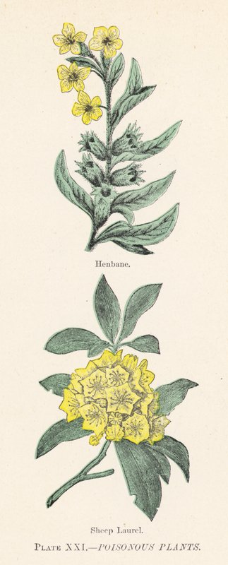 毒のある植物（カラーリトグラフ） 作： 英語学校