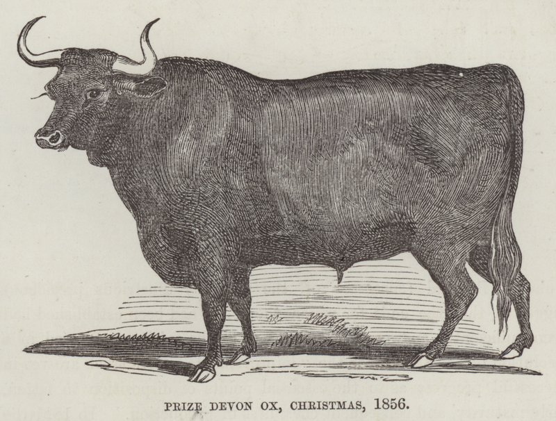 Prize Devon ox, Christmas 作： 英語学校